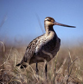 One bad mofo, this bird!