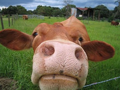 cow-face.jpg